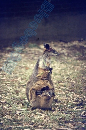 Melbourne zoo wallaby - melbourne,