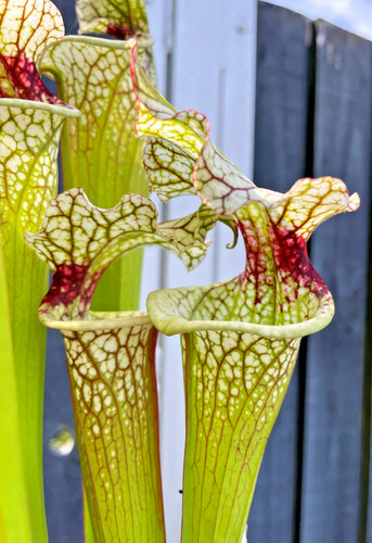 Sarracenia l57 adrian - sarracenia,
