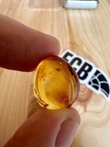 Baltic amber with insect - baltic,