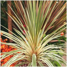 Cordyline 'Torbay Dazzler'