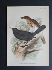 Antique (1894) print - Song Thrush & Blackbird -  Birds - Ornithology