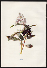 c1902 Hulme Familiar Wild