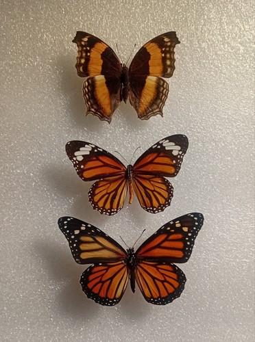 Monarch butterfly bundle - monarch,