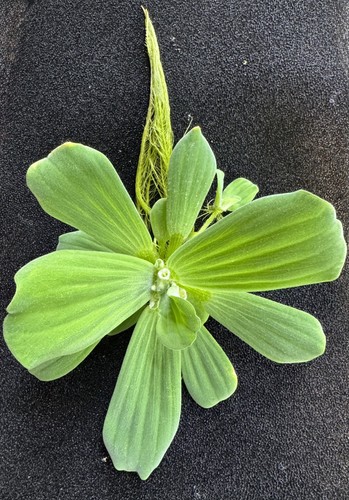 Large water lettuce - water,