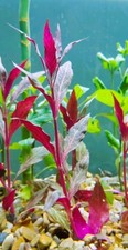 Live Aquarium Plant