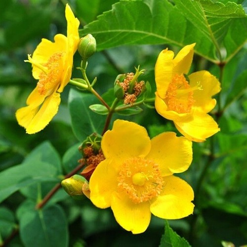 Hypericum hidcote st johns - st,