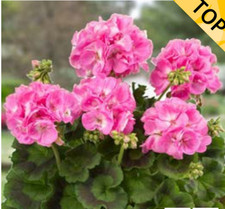 6 Zonal Geranium Pink  Hanging