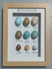 Framed British birds eggs