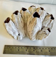 Real Natural Purple Barnacle Cluster