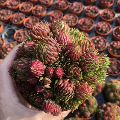8cm succulent plant - 8cm, jovisbarba