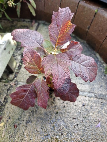 Hydrangea quercifolia oakleaf - hydrangea,