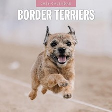 Border Terriers 2026 Square Wall Calendar
