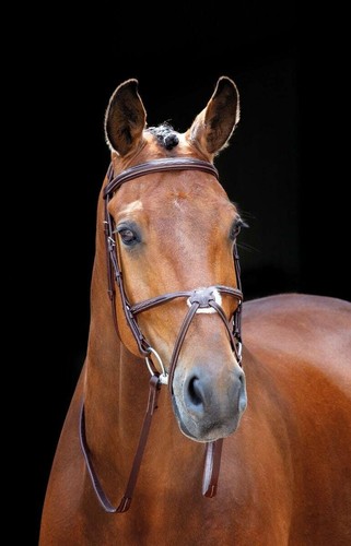 Shires salisbury brackley - shires,