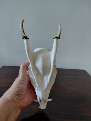 Muntjac buck deer skull - muntjac,