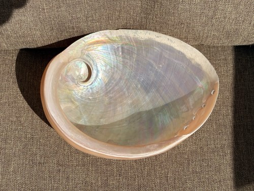 Large natural abalone - large,
