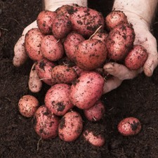 Seed potato 'Desiree' (Pack of