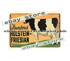 Holstein Friesian cow cattle