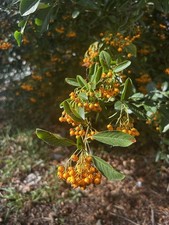 10 x Pyracantha Firethorn