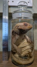 Extra Large Bearded Dragon Wet
