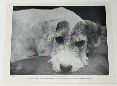 Sealyham terrier dog breed - terrier,
