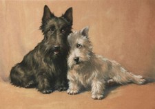 SCOTTISH TERRIER & WEST