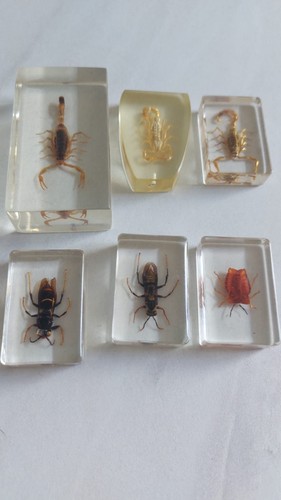 Insect glass resin - in,