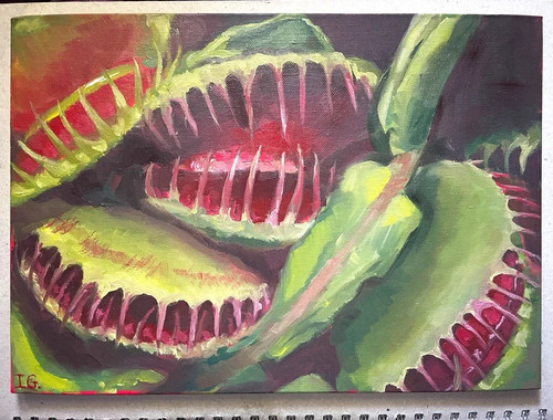 Venus fly trap - venus,