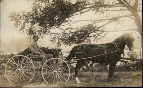 Crisp image mail carrier horse - crisp,