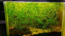 MEGA PROMOTION 30G Guppy Grass Najas Guadalupensis Aquarium Stem Plant 