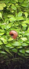 10 X Orange Ramshorn Snails
