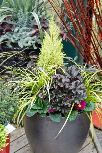 9cm pot cupressus goldcrest - pot,