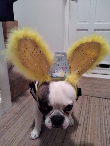 Easter bunny ears best - on, ebay