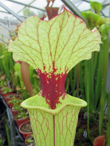 Sarracenia moorei leuco very - leuco,