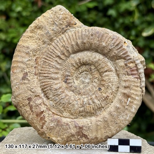 Fossil ammonite skirroceras - ammonite,