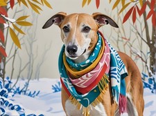 Greyhound whippet winter - greyhound,