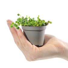 Baby String of Beads Plant
