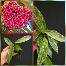 Hoya pubicalyx 'Silver Spot'