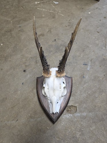 Roe deer antlers wooden - roe,