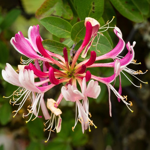 Lonicera serotina deciduous - lonicera,