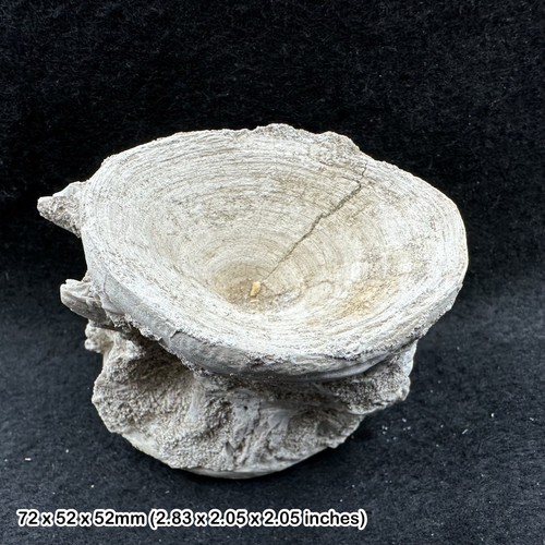 Fossil shark vertebra eocene - shark,