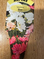 LEWISIA ELISE HARDY SUMMER  ALPINE 10cm POTTED  PLANT