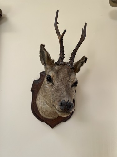 Deer taxidermy head mounted - head, on