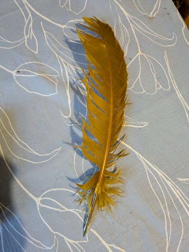 Feather quill prop - quill,