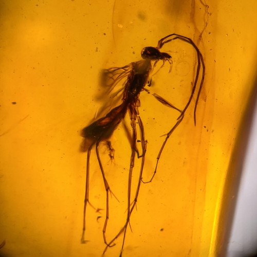 Wasp burmese burmite - wasp,
