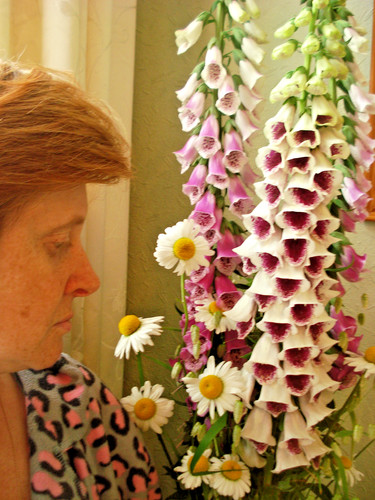 Giant foxglove seeds huge - foxglove,