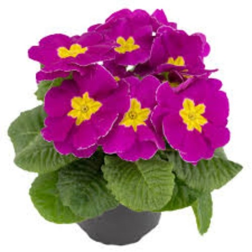 Primula danique light violet - danique, 'light