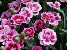 Dianthus Special Pink Kisses®