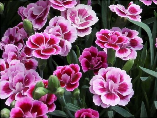 Dianthus special pink kisses - special, kisses®