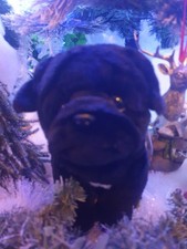 Black Pug Puppy 12" Plush Soft Stuffed Toy Sawley Fine Arts / Faithfull Friends