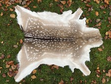 Nice New Real Winter Fallow Deer (Dama dama) Skin/Hide/Rug - Taxidermy - A grade